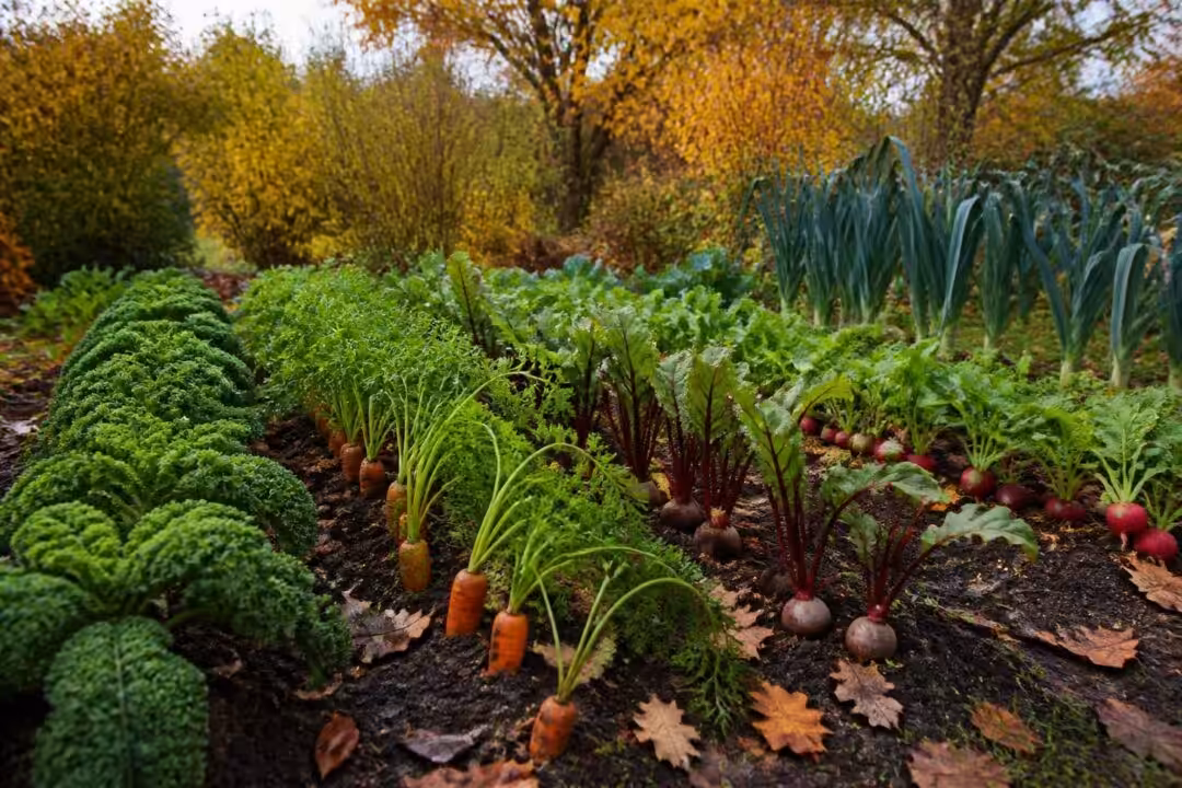 découvrez quels légumes planter à l'automne pour un potager réussi et profiter de récoltes savoureuses même en saison fraîche.